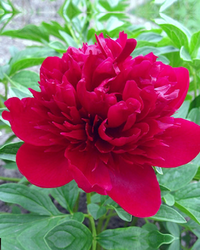 PIVÓNIA RED MAGIC - 10 ks